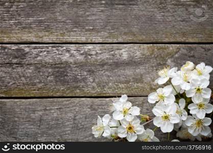 Spring background with cherry flowers on wooden table. Top view