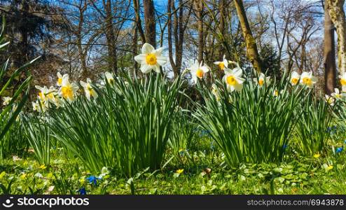 Spring background with daffodil narcissus flowers