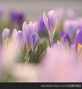 Spring background with flowers. Nature and delicate photo with details of blooming colorful crocuses in spring time.(Crocus vernus)