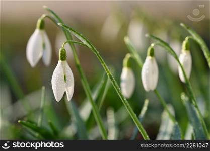 Spring background with flowers. The first spring flowers - snowdrops in the grass. (Amaryllidaceae - Galanthus nivalis)