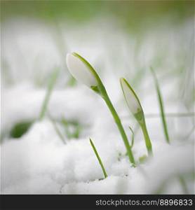 Spring background with flowers. The first spring flowers - snowdrops in the grass.  (Amaryllidaceae - Galanthus nivalis)