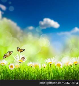 Spring background with grass, camomiles and butterflies over blue sky