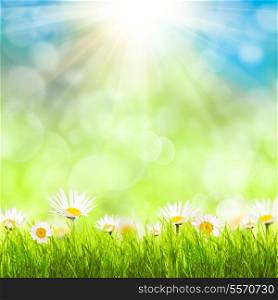 Spring background with grass, camomiles over blue sky