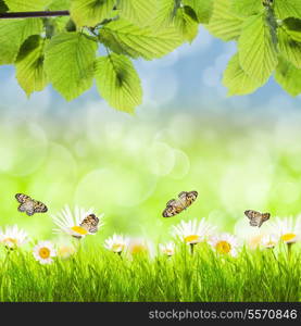 Spring background with grass, camomiles over blue sky and leaves