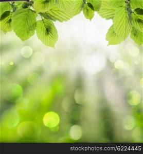Spring background with green grass and leaves over defocused light. Spring green background