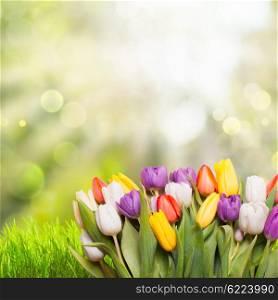 Spring background with green grass and tulips over defocused light. Spring background tulips