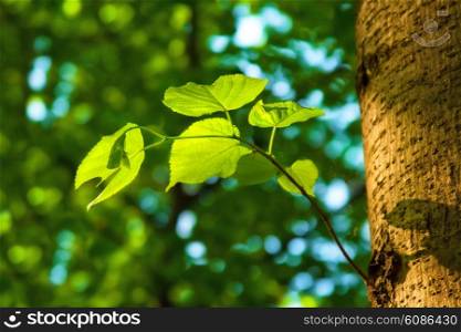 spring background with green leaves of lime tree