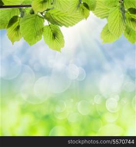 Spring background with green leaves over blue sky