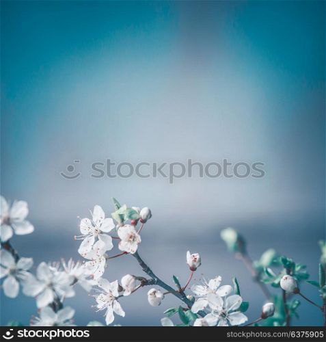 Spring background with white cherry blossom on blue background, place for text, floral springtime border.