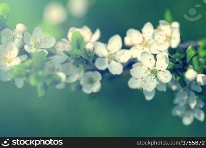 Spring background with white plum flowers. Empty room for text