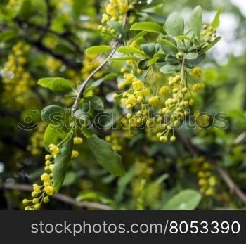 Spring background with yellow flowers tree branches. The branch of a bush with yellow flowers