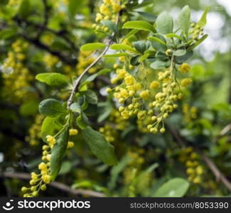 Spring background with yellow flowers tree branches. The branch of a bush with yellow flowers