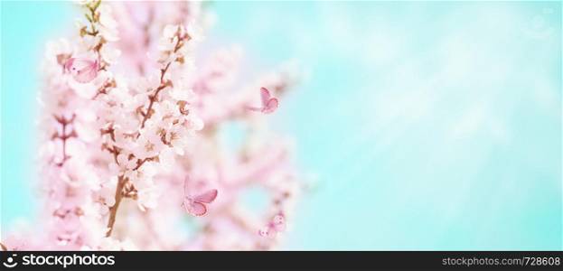 Spring banner with branches of blossoming cherry and butterflies against background of blue sky with white clouds on nature outdoors. Dreamy romantic spring image with pink sakura flowers. Landscape panorama with copy space