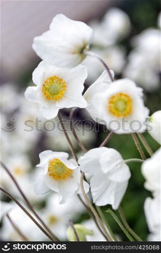 spring - beautiful anemone at the garden
