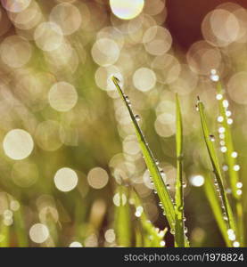 Spring. Beautiful natural background of green grass with dew and water drops. Seasonal concept - morning in nature.