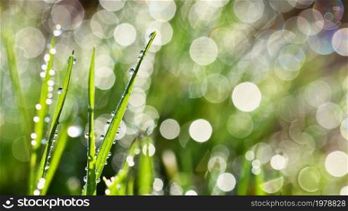 Spring. Beautiful natural background of green grass with dew and water drops. Seasonal concept - morning in nature.