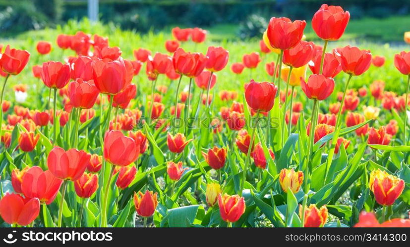 Spring beautiful red tulip flowers (nature background).