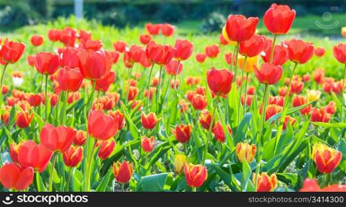 Spring beautiful red tulip flowers (nature background).
