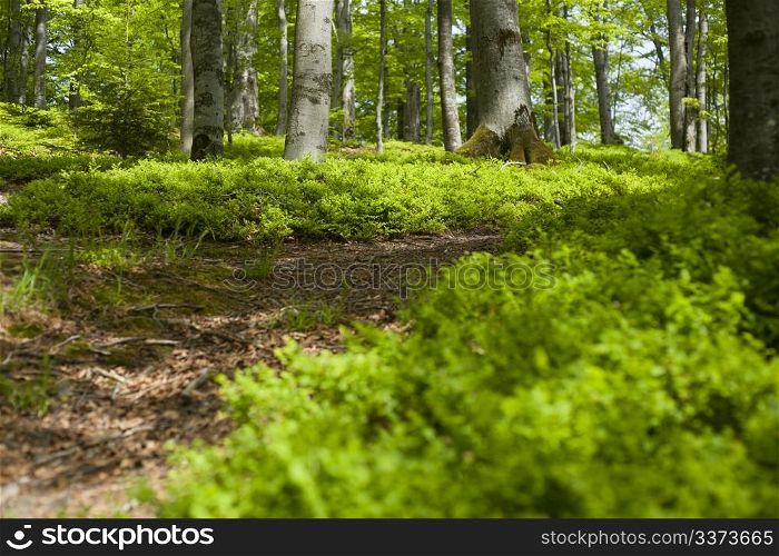 Spring beech forest covered with blueberry bushes