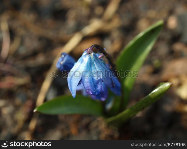 Spring bell flower closeup