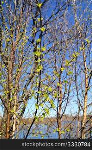 spring birch of the branch