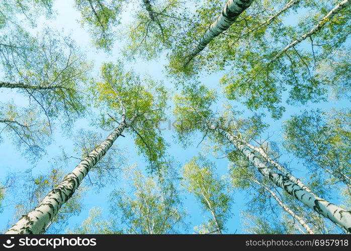 Spring birch trees with green leaves against background of blue sky, view up. Sunny day in the springtime forest. View up to spring birch trees with green leaves