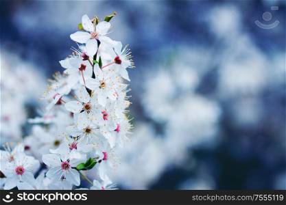 Spring bloom - twig of tree with white flowers close up, toned in classic blue. Spring bloom