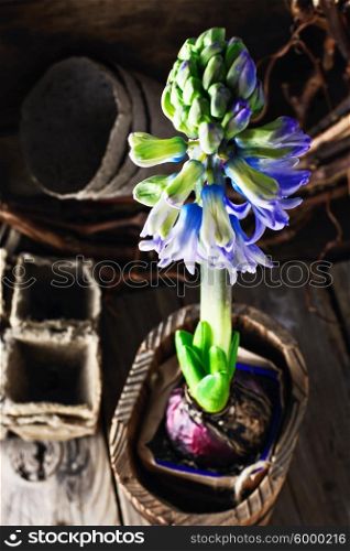 Spring blooming hyacinth. Blossoming flower hyacinth in stylish wooden tub in a village style.Selective focus