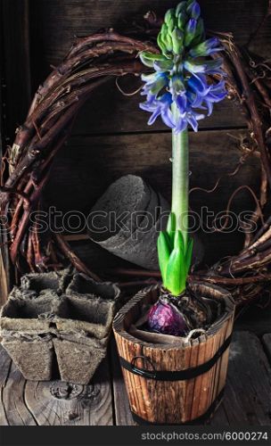 Spring blooming hyacinth. Blossoming flower hyacinth in stylish wooden tub in a village style.Selective focus