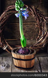 Spring blooming hyacinth. Blossoming flower hyacinth in stylish wooden tub in a village style.Selective focus