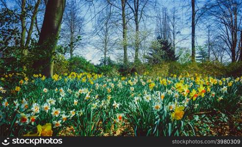 Spring blooming narcissuses. Natural floral background