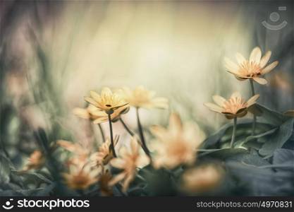 Spring blooming of Pilewort in forest at outdoor floral nature background, springtime wild flowers