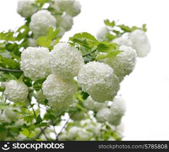 Spring Blooming of Snowball Bush