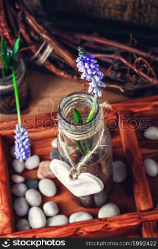 Spring blooming sprouts. Blooming hyacinth and spring seedlings in a wooden box rustic