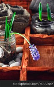 Spring blooming sprouts. Blooming hyacinth and spring seedlings in a wooden box rustic