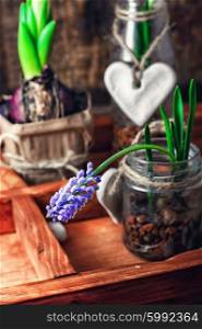 Spring blooming sprouts. Hyacinth flowers and sprouts in glass jars in wooden box