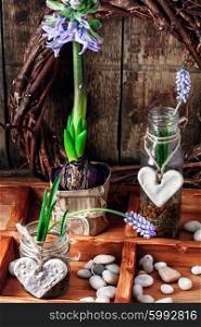 Spring blooming sprouts. Hyacinth flowers and sprouts in glass jars in wooden box