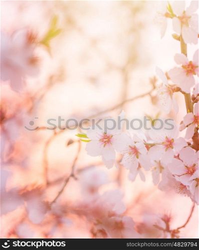 Spring blooming tree, dreamy sunny background, beautiful fine art photo style, little white flowers on tree branch over sunset, garden on spring season, soft focus