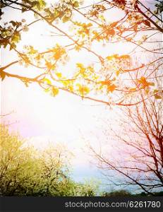 Spring blooming trees in sunset. Nature background