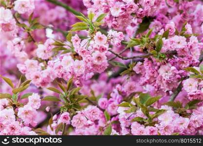 Spring blossom. beautiful background