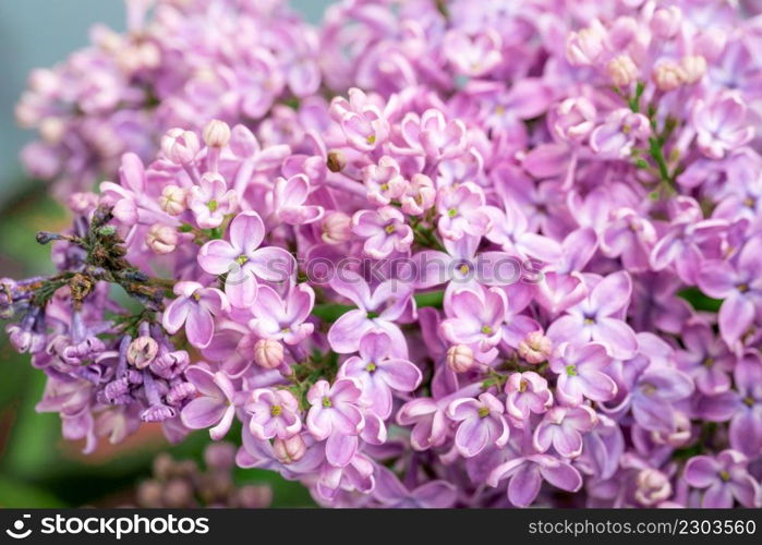 Spring blossom. Blooming lilac bush with tender tiny flower