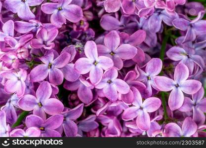 Spring blossom. Blooming lilac bush with tender tiny flower