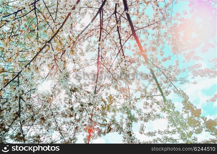 Spring blossom in garden or park, outdoor nature background