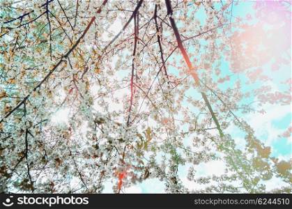 Spring blossom in garden or park, outdoor nature background