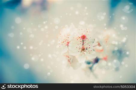 Spring blossom nature background with white flowers at pastel blue , floral border