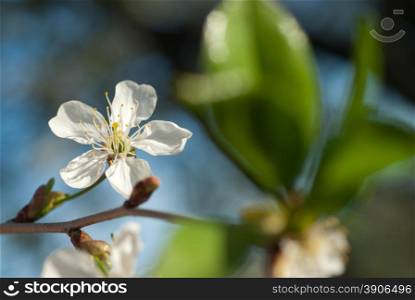 spring blossom of apple tree against blue sky