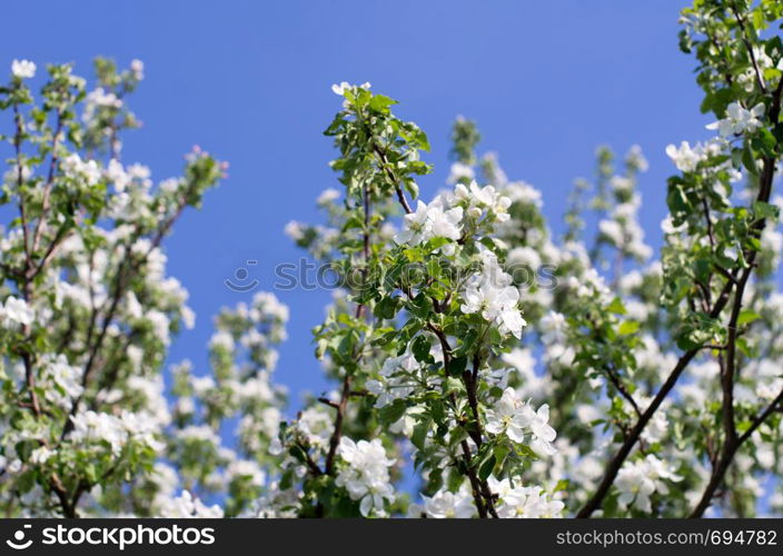 spring blossom of apple tree with white flowers