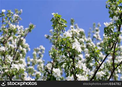 spring blossom of apple tree with white flowers