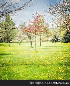 Spring blossom of fruits trees garden or park. Nature background