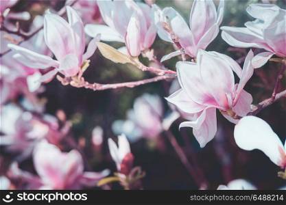 Spring blossom of magnolia